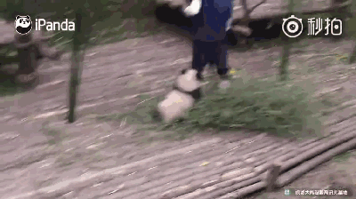 请问你有什么梦想我想当一名熊猫饲养员