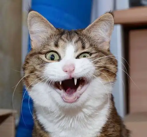猫咪被虐待致残却依然乐观生活,超励志表情包笑翻网友
