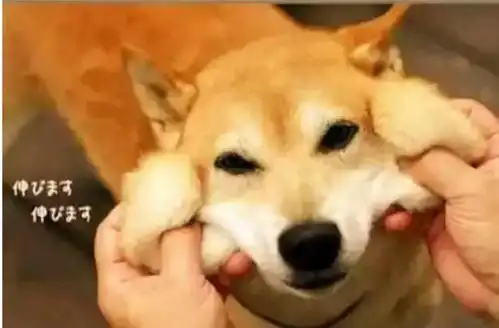 铲屎官算计自家狗狗,竟如此花式虐狗,柴犬表情笑翻网友
