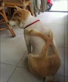剪个头发剪成这样,到底是我的过还是理发师的错
