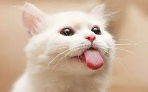 猫咪总是喜欢吐舌头,你以为猫咪在卖萌可能是猫咪病了
