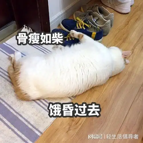 每天少吃一顿饭能减肥