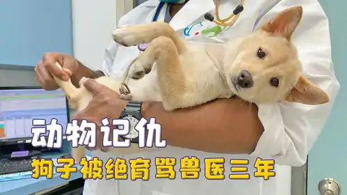 动物的报复心有多强,狗子被绝育骂兽医三年,猫猫半夜对主人放屁

