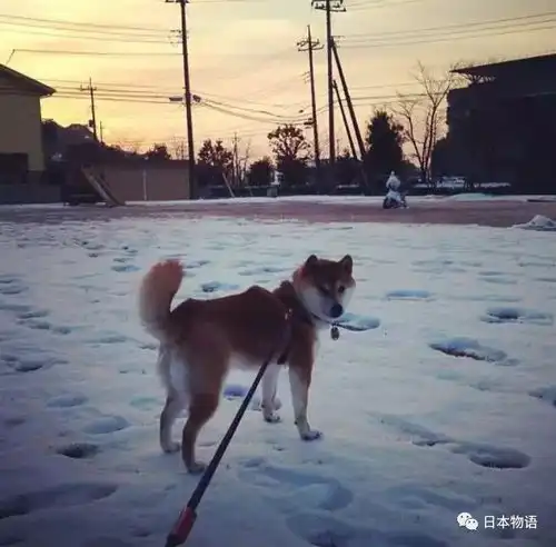腾讯成功注册狗头表情包商标,柴犬本尊刚过16岁生日,狗生曲折
