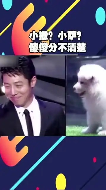 和狗撞名,撒贝宁表情绝了,周华健笑的直拍大腿
