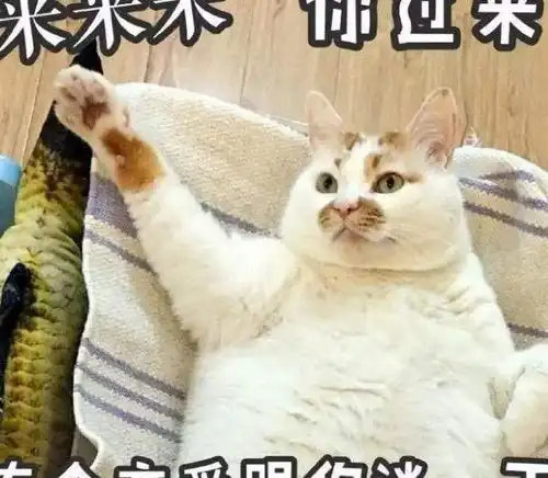 别被抖音上的猫骗了,新手铲屎官一定要看,养猫没那么简单