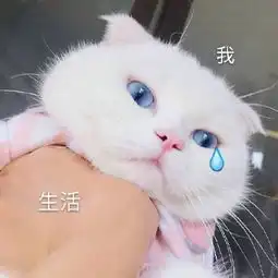 猫咪表情包合集你都没有胸,凶什么凶
