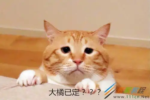 大橘已定是什么梗大橘已定有什么含义
