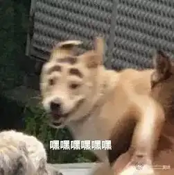 这只狗承包了我一个月的笑点,浑然天成的眉毛哈哈哈给跪了
