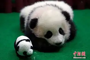 马来西亚新生大熊猫宝宝首亮相小爪爪抱脑袋表情萌化
