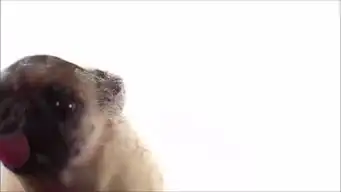 狗狗舔屏幕玻璃
