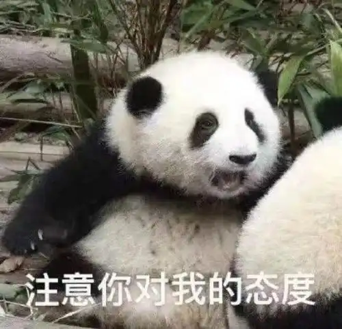 超可爱的熊猫表情包
