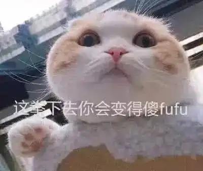 萌系表情包搞笑的小猫咪成为了表情包
