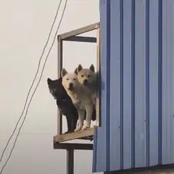 所以,这里到底有几只狗
