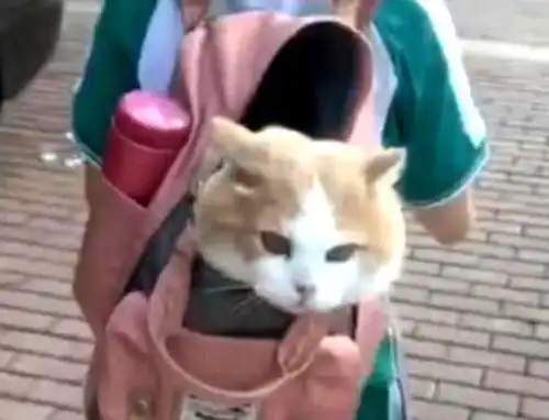 小主人和猫咪分不开,便想到一个两全其美的招,路人纷纷被萌化
