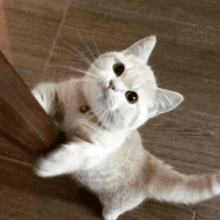 养猫之后为什么会后悔呢
