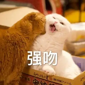 最爱用的是喵星人表情包
