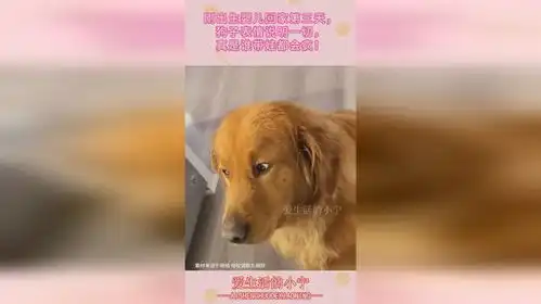 刚出生婴儿回家第三天,狗子表情说明一切,真是谁带娃都会疯
