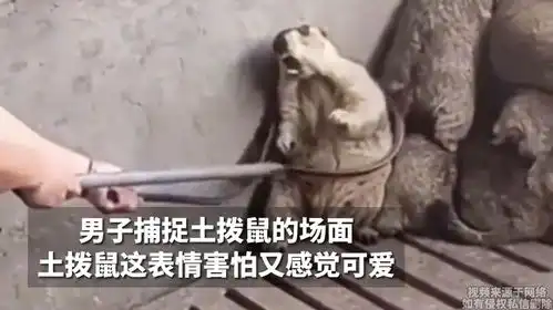 男子捕捉土拨鼠的场面,土拨鼠这表情害怕又感觉可爱
