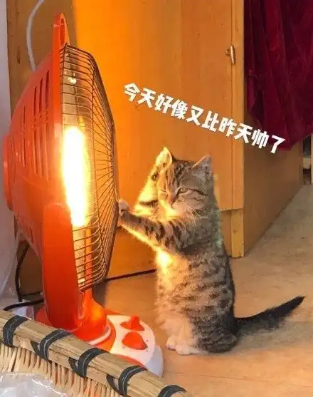 烤糊了杂货店猫咪帮忙看店,冻得它站着烤火萌翻众人
