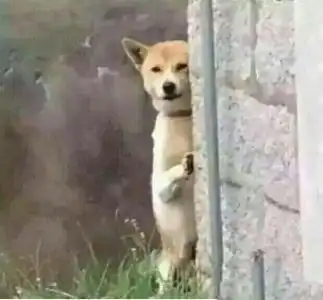 进b站一年的总结
