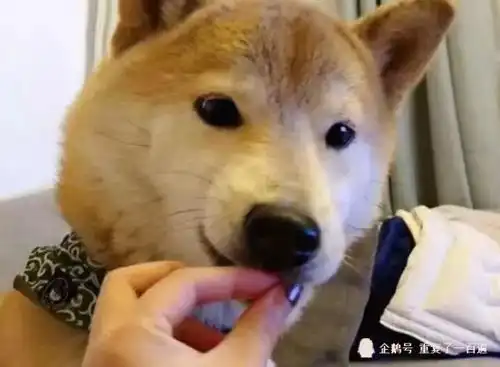 柴犬表情包搞笑狗狗