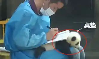 唯一不拿熊猫当国宝的人,看到做法后,引网友围观想法很大胆
