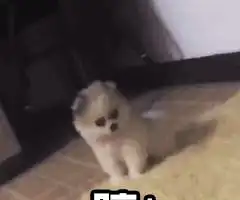 搞笑gif差不多就行了,别忘了今天谁是主角,这样抢镜不太好吧
