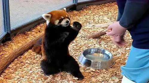 饲养员偷摸小熊猫,熊猫表情笑翻了别动手动脚行不行

