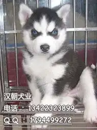 标题广州汉朝犬业出售纯种哈士奇犬赛级血统品相纯正确保健康
