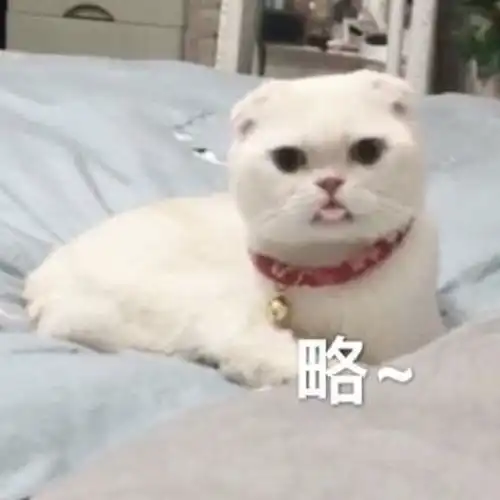 萌趣可爱猫咪表情包,与小可爱聊天专用,妥妥赢好感
