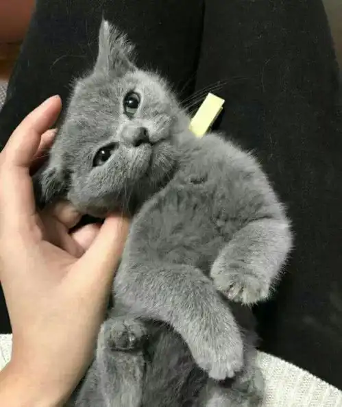 女生宿舍养蓝猫,突击检查,蓝猫扮玩具让人笑喷别让我流浪
