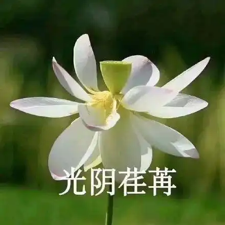 大家有没有关于花的头像或者背景图
