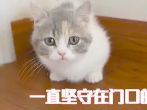 故意不给小奶猫吃东西会怎样猫看我表情
