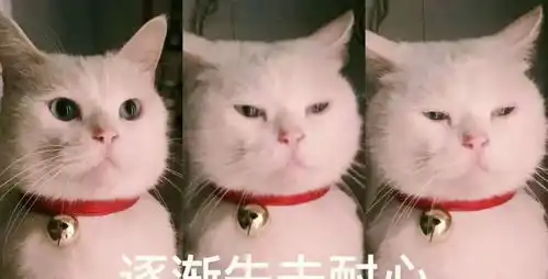 错上加错的3种抱猫方式这样做,就等着猫咪讨厌你吧
