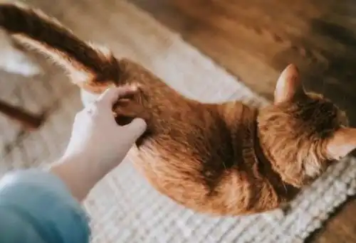 养猫咪后发现怀孕了,应该寄养,还是在家里继续养着
