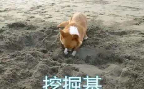这么多的柯基,总一款是你喜欢的
