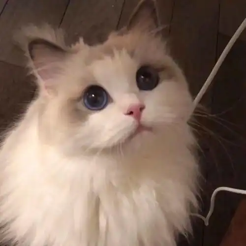 历史回顾网红猫咪kiwi王者荣耀表情包
