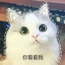夏天的风
