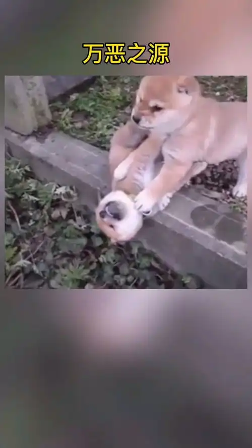 你手机里一定有这个表情包
