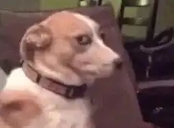 带你看看b站沙雕视频的威力
