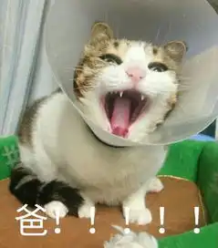 和爸妈聊天的表情包亲爱的爸妈,您的孩子没钱了
