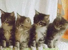 猫咪表情包抖音打劫