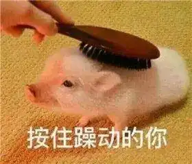 表情包界都需要用骚气闯出头的日子,我是爱了
