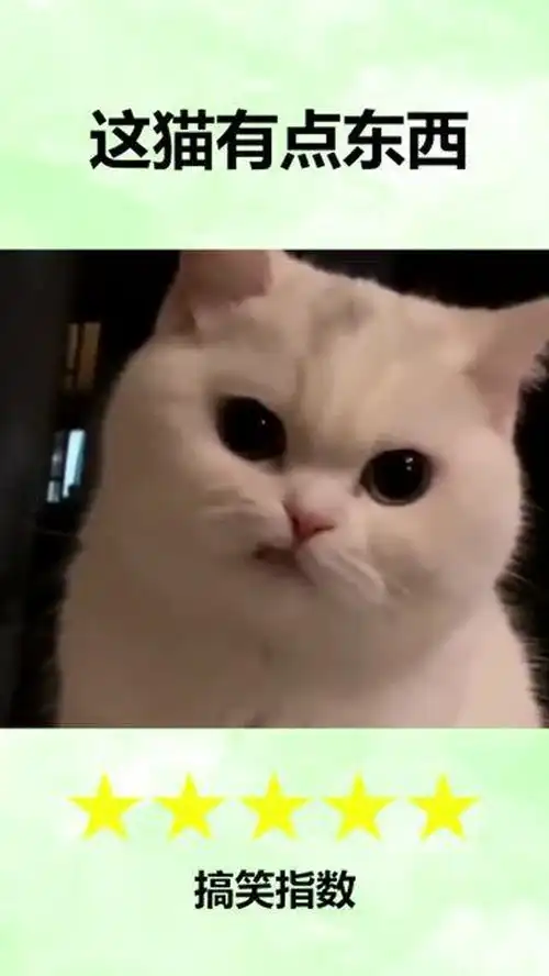 就这表情一看就不好惹
