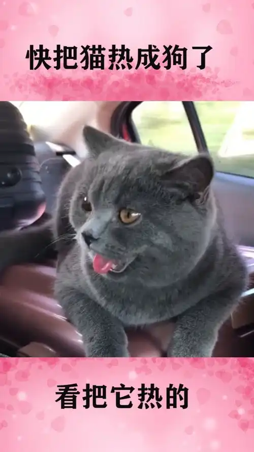 快把猫咪热成狗了,看它的表情我笑了
