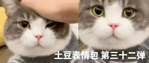 狗子表情包出处猫咪