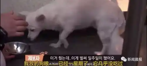 狗狗尚如此有情有义,有的人却猪狗不如
