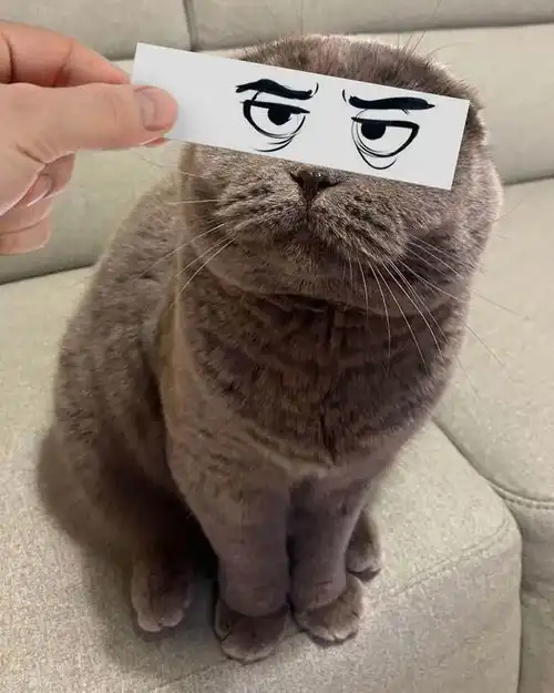 只需要一张小纸条就能让猫咪秒变表情包,搞笑的气质简直浑然天成
