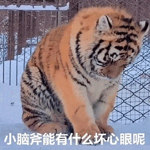 小猫咪能有什么坏心眼表情,快进来吸猫
